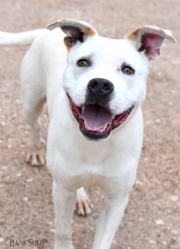 American Staffordshire Terrier Dogs Available for Adoption in Houston, Texas - Astro | PetCurious