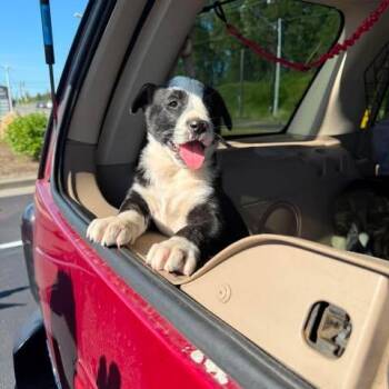 Puppy 1 -  Mixed Breed Dog Available for Adoption in Ferndale, Washington - Puppy 1 | PetCurious