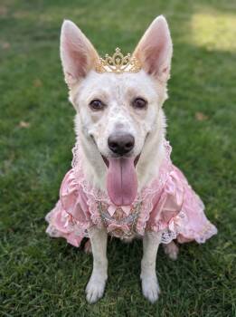 Princess -  Husky and Border Collie Dog for Adoption in La Center, Washington - Princess | PetCurious