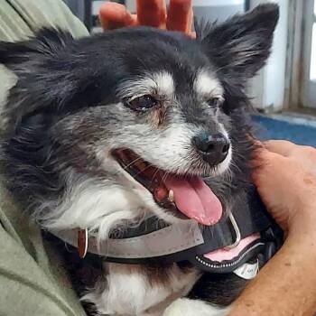 Panda -  Pomeranian Dog for Adoption in Wichita, Kansas - Panda | PetCurious
