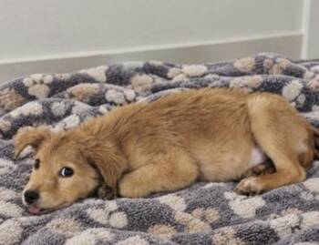 Link -  Golden Retriever Dog for Adoption in Copiague, New York - Link | PetCurious