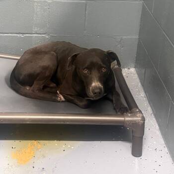 TUSC-Stray-85470 -  Pit Bull Terrier and Labrador Retriever Dog for Adoption in Tuscaloosa, Alabama - TUSC-Stray-85470 | PetCurious