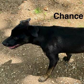Mixed Breed Dogs Available for Adoption in Pineville, Missouri - Minnow | PetCurious