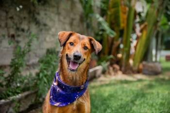 BRILLO -  Golden Retriever and Shepherd Dog for Adoption in Langley Township, British Columbia - BRILLO | PetCurious