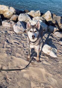 Sammie the Gentle Loving Boy -  Siberian Husky and Alaskan Malamute Dog for Adoption in Baytown, Texas - Sammie The Gentle Loving Boy | PetCurious