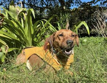 Rescue Mixed Breed Dogs for Adoption in Acworth, Georgia - Skye | PetCurious