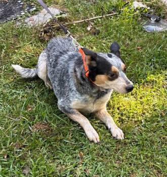 Shorty -  Australian Cattle Dog Blue Heeler and Australian Shepherd Dog for Adoption in Burgaw, North Carolina - Shorty | PetCurious
