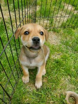 Mixed Breed Dogs Available for Adoption in Saskatoon, Saskatchewan - Camper | PetCurious