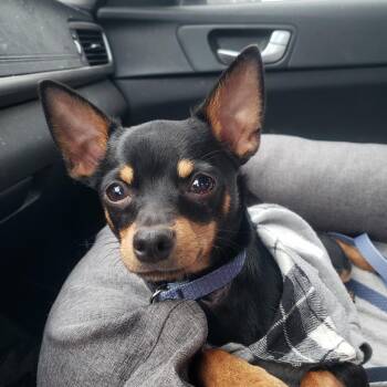 Chihuahua Dogs Available for Adoption in Saratoga Springs, New York - Sawyer (pending) | PetCurious