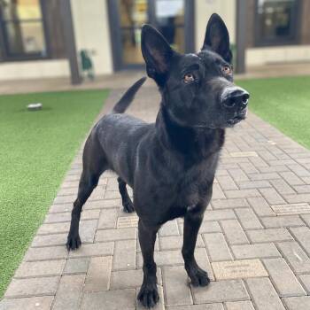 Rocco 5877 -  Belgian Shepherd Malinois Dog Available for Adoption in Loxahatchee Groves, Florida - Rocco 5877 | PetCurious