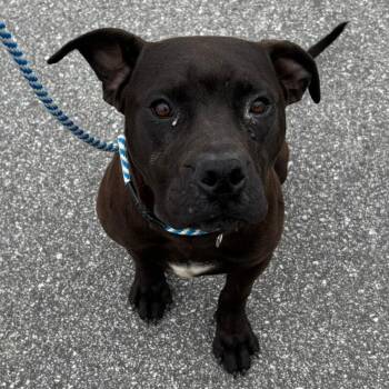 Retriever Dogs Available for Adoption in Greenville, South Carolina - Godiva | PetCurious