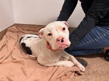 Pit Bull Terrier and Mixed Breed Dogs Available for Adoption in Albuquerque, New Mexico - HEART | PetCurious