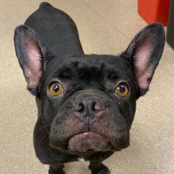 Penny A5789318 -  French Bulldog Dog for Adoption in Los Angeles, California - Penny A5789318 | PetCurious