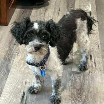 Organza Miller -  Shih Poo Dog for Adoption in Plano, Texas - Organza Miller | PetCurious
