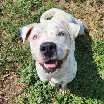Waffles -  Terrier and Mixed Breed Dog for Adoption in Corpus Christi, Texas - Waffles | PetCurious