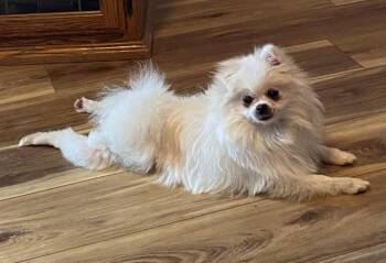 Pomeranian Dogs Available for Adoption - Fiona | PetCurious