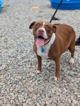 Catrina -  Mixed Breed Dog for Adoption in Huntsville, Alabama - Catrina | PetCurious