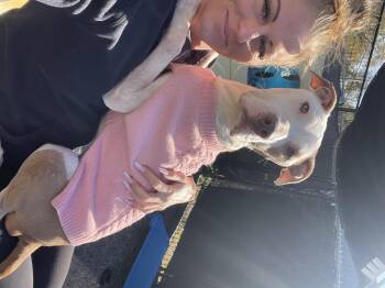 Rescue Mixed Breed Dogs for Adoption in Oak Park, Michigan - Tootsie | PetCurious