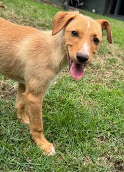 Wren -  Dachshund Dog for Adoption in Princeton, Massachusetts - Wren | PetCurious