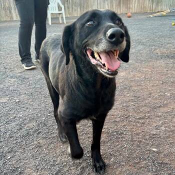 Betty -  Black Labrador Retriever and Labrador Retriever Dog for Adoption in Quakertown, Pennsylvania - Betty | PetCurious