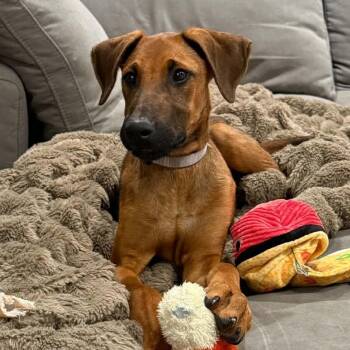 Ciabatta -  Doberman Pinscher and Hound Dog for Adoption in Richmond, Virginia - Ciabatta | PetCurious