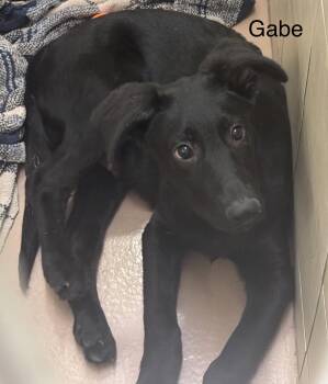 Rescue Shepherd and Black Labrador Retriever Dogs for Adoption in Ulster, Pennsylvania - Gabe | PetCurious
