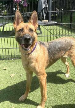 Rescue German Shepherd Dog Dogs for Adoption - ADA | PetCurious