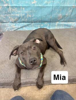 Mia -  Labrador Retriever Dog for Adoption in Manchester, Connecticut - Mia | PetCurious