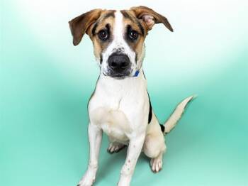 GEORDIE -  Black And Tan Coonhound and Mixed Breed Dog for Adoption in Fort Lauderdale, Florida - GEORDIE | PetCurious