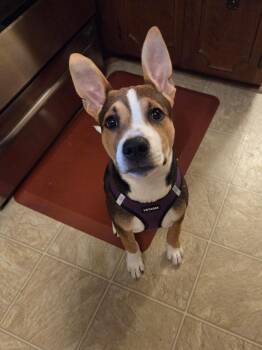 Maggie - Courtesy Post -  Mixed Breed Dog for Adoption in Floyd, Virginia - Maggie - Courtesy Post | PetCurious