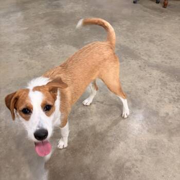 Sadie -  Jack Russell Terrier and English Foxhound Dog for Adoption in Melbourne, Arkansas - Sadie | PetCurious