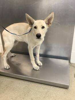 Rescue German Shepherd Dog and Mixed Breed Dogs for Adoption in Fort Worth, Texas - 59739241 | PetCurious