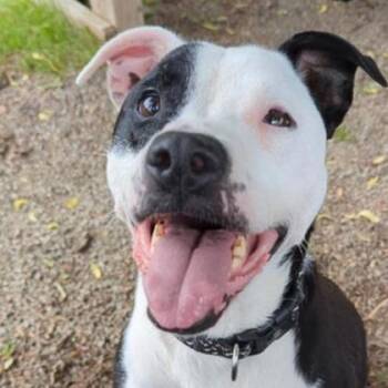 Tipsy -  Mixed Breed Dog for Adoption in Ashtabula, Ohio - Tipsy | PetCurious