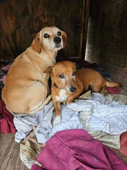 Chihuahua and Dachshund Dogs Available for Adoption - Simon | PetCurious