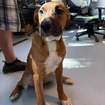Socks -  Mixed Breed Dog for Adoption in Huntington, West Virginia - Socks | PetCurious