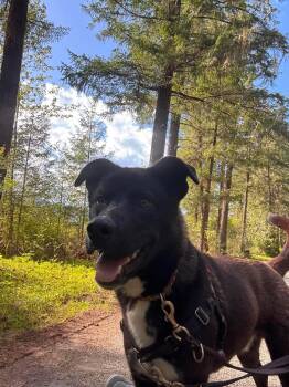 Rocky -  Mixed Breed Dog Available for Adoption in Lake Cowichan, British Columbia - Rocky | PetCurious