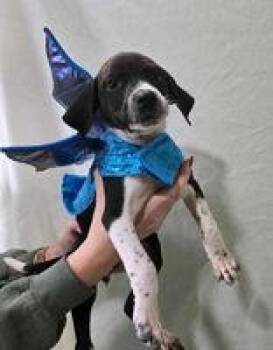 Rescue Black Labrador Retriever Dogs for Adoption in Point Pleasant, West Virginia - Monroe Puppy 6 | PetCurious