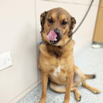 Euro -  Mixed Breed Dog for Adoption in Chicago, Illinois - Euro | PetCurious