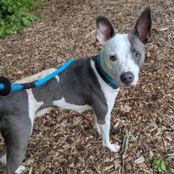 Callie -  Pit Bull Terrier Dog for Adoption in Chattanooga, Tennessee - Callie | PetCurious