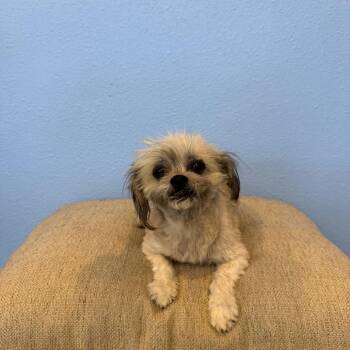 Frida -  Terrier Dog for Adoption in Fresno, California - Frida | PetCurious