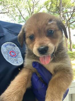 FRIDA -  Mixed Breed Dog for Adoption in Dallas, Texas - FRIDA | PetCurious
