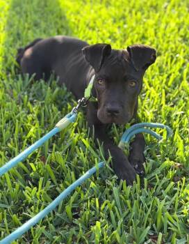 Bruno -  American Staffordshire Terrier Dog Available for Adoption in Palm Springs, Florida - Bruno | PetCurious