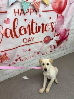 Labrador Retriever and Mixed Breed Dogs Available for Adoption - SHEBA | PetCurious