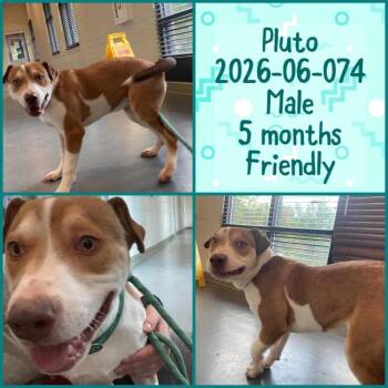 2026-06-074 *Pluto* -  Pit Bull Terrier Dog for Adoption in Winder, Georgia - 2026-06-074 *Pluto* | PetCurious