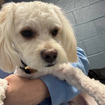 Rescue Mixed Breed Dogs for Adoption in Saint Joseph, Missouri - Falkor | PetCurious