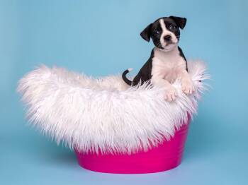 BW: Magpie -  Boston Terrier and Border Collie Dog for Adoption in Palo Alto, California - BW: Magpie | PetCurious