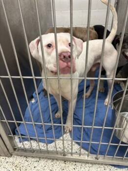 Lighting -  Mixed Breed Dog for Adoption in Atlanta, Georgia - Lighting | PetCurious