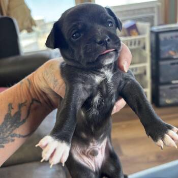 Chihuahua and Jack Russell Terrier Dogs Available for Adoption in Deming, New Mexico - Mike | PetCurious