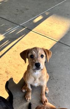 Capri -  Mixed Breed Dog for Adoption in Lexington, Kentucky - Capri | PetCurious