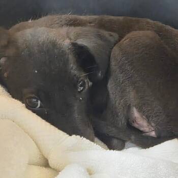 Noodle -  Terrier Dog for Adoption in Montgomery, Alabama - Noodle | PetCurious
